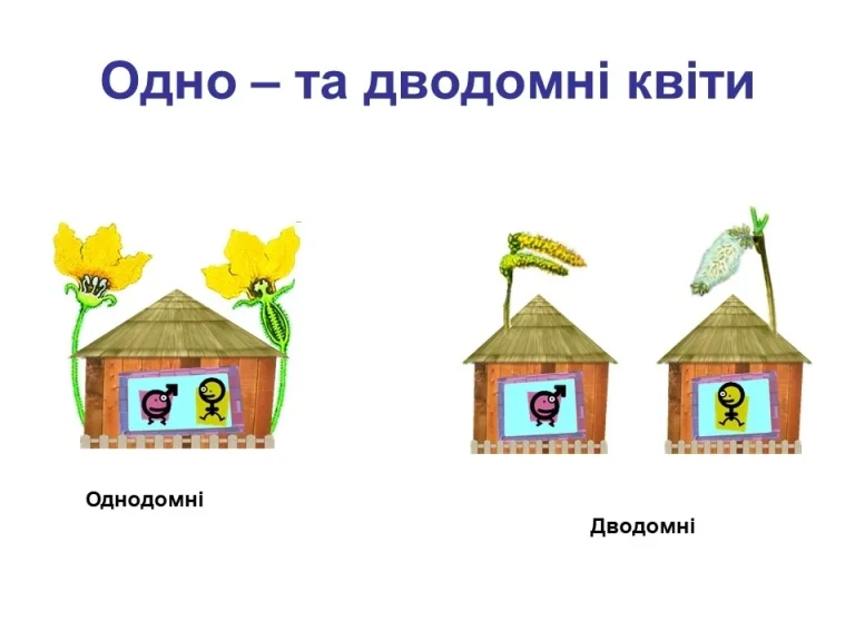 Однодомні рослини приклади