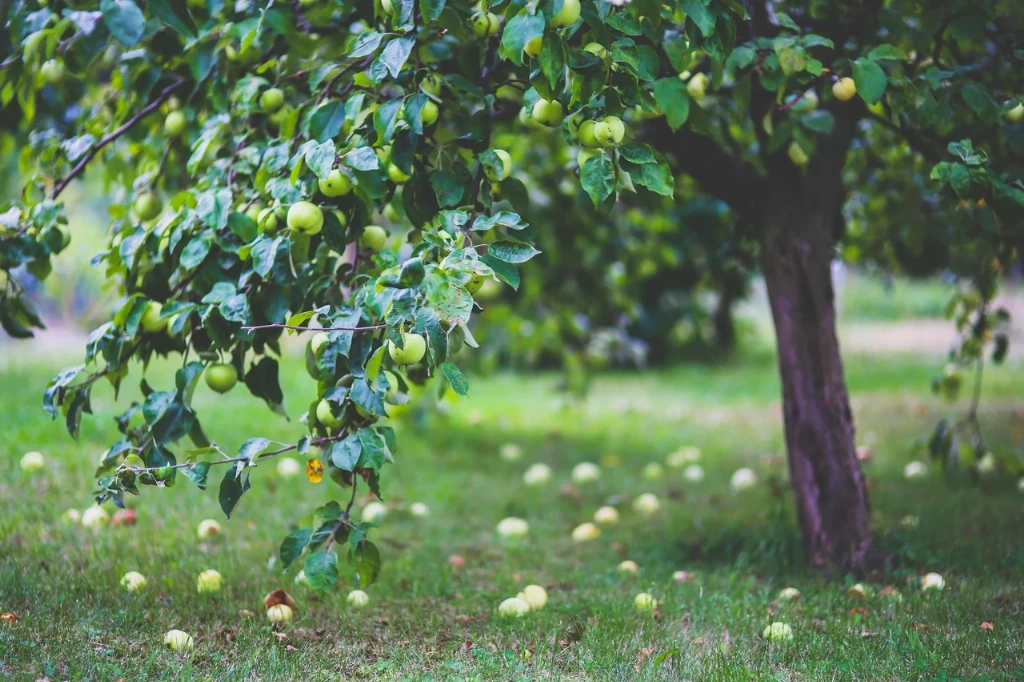 Чим обробити дерева весною: повний гайд для здорового саду у 2026 році