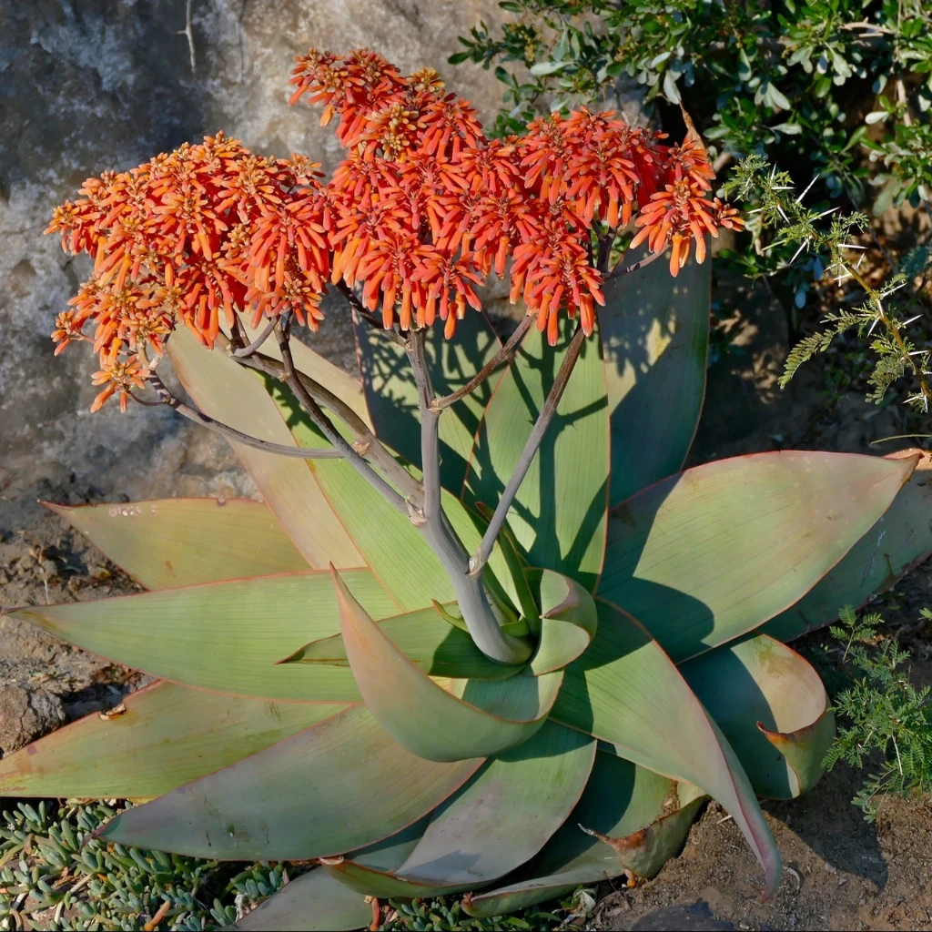 Алое строкате: вид Aloe striata і ознаки розпізнавання